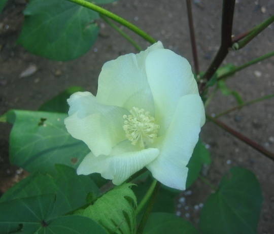 綿 オクラの花 花遊庵 旧はな はな ４６３