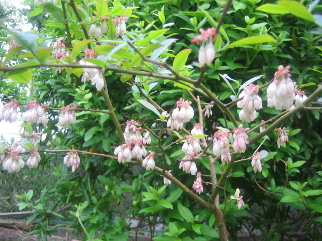 野菜の花 花遊庵 旧はな はな ４６３